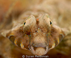Male Lancer's Dragonet up front and personal! by Suzan Meldonian 